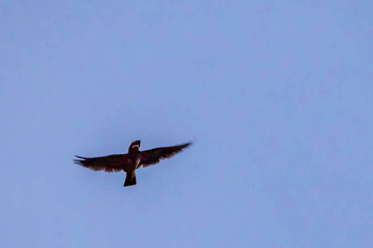 Rufous-bellied Nighthawk - ML636465218