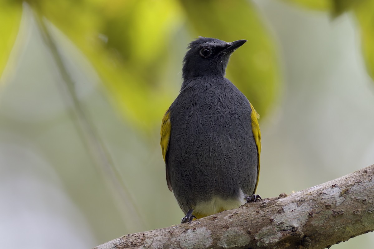 Gray-bellied Bulbul - ML636465259