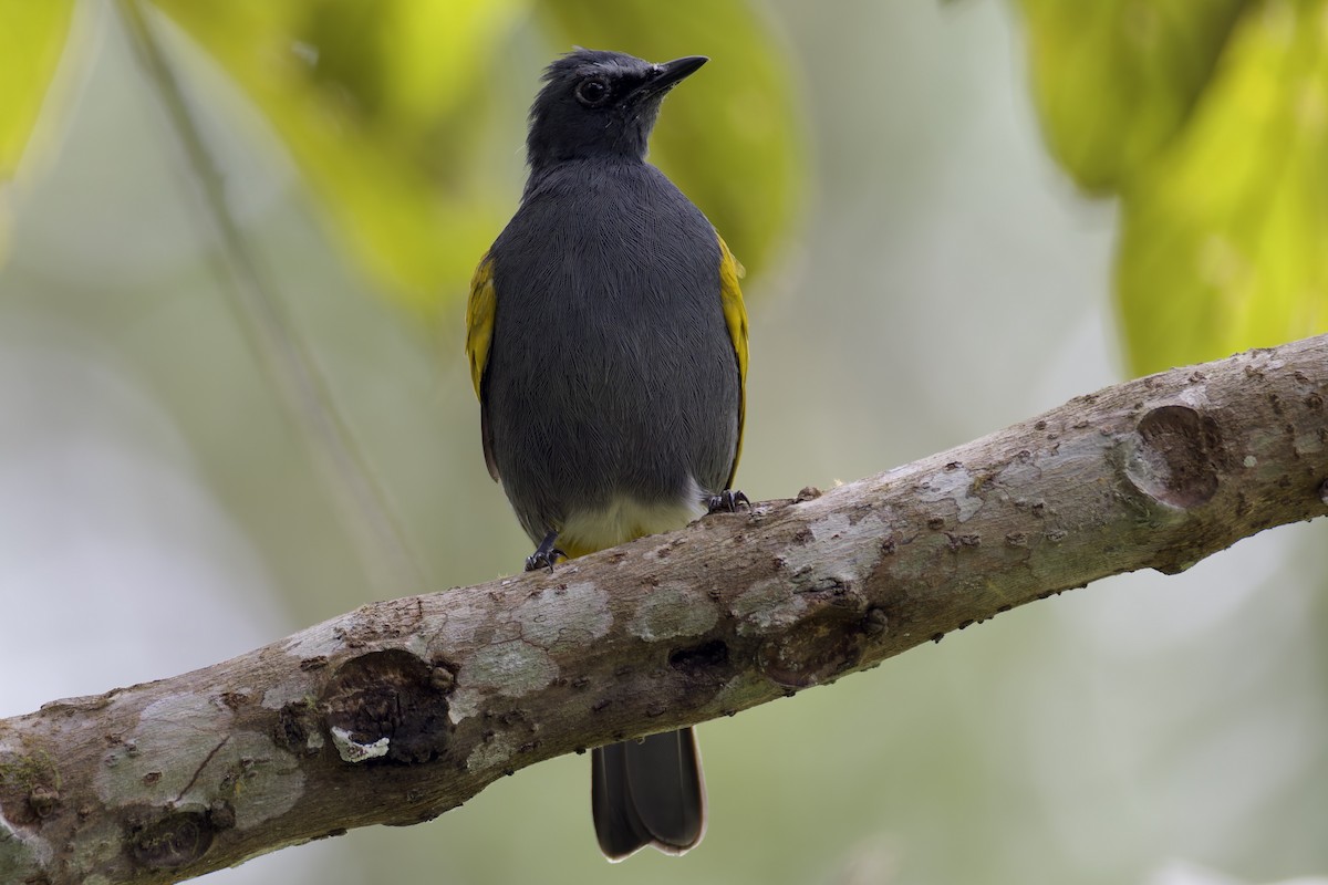 Gray-bellied Bulbul - ML636465266