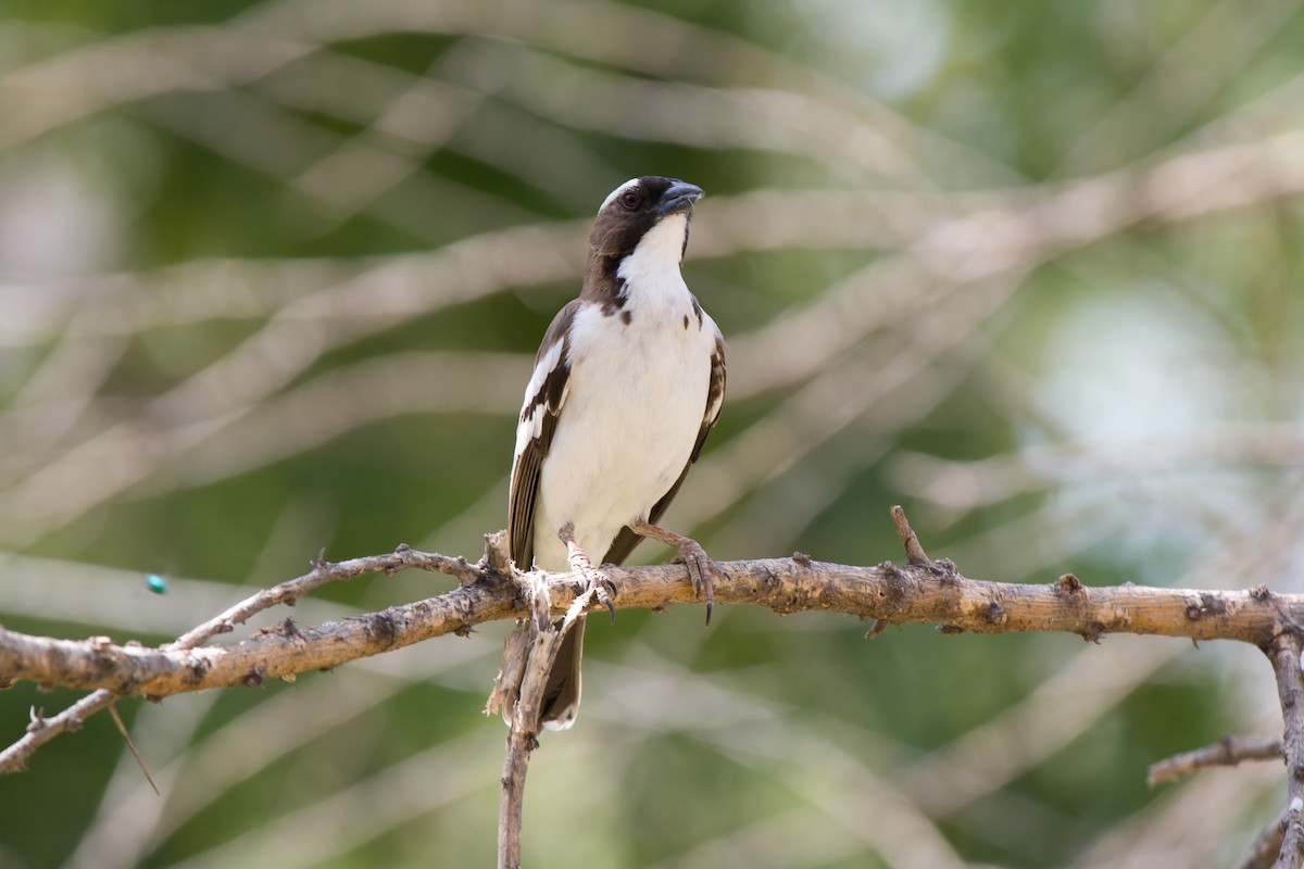 White-browed Sparrow-Weaver - ML636465275