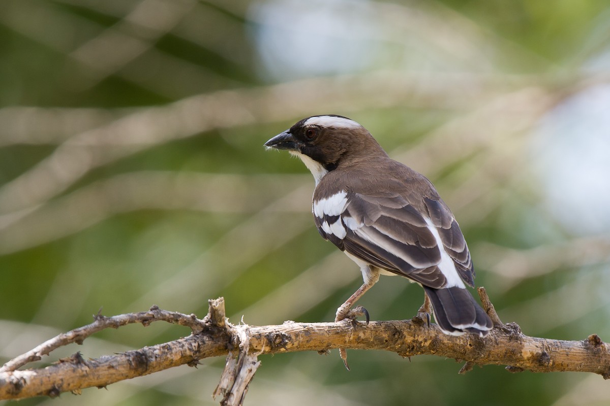 White-browed Sparrow-Weaver - ML636465276