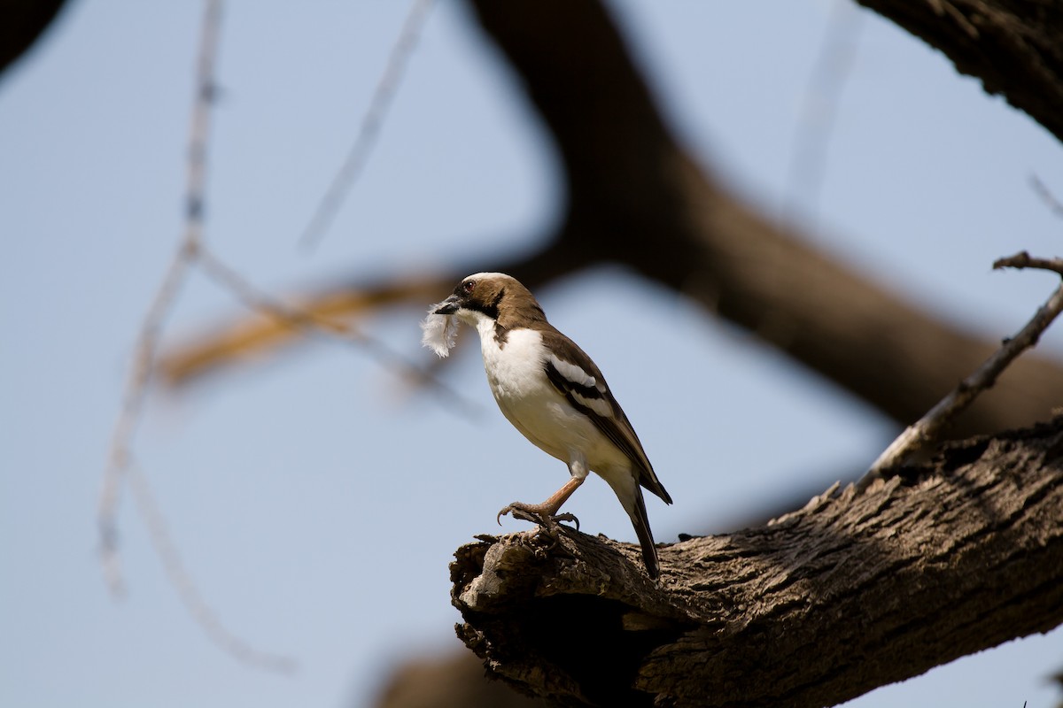 White-browed Sparrow-Weaver - ML636465277