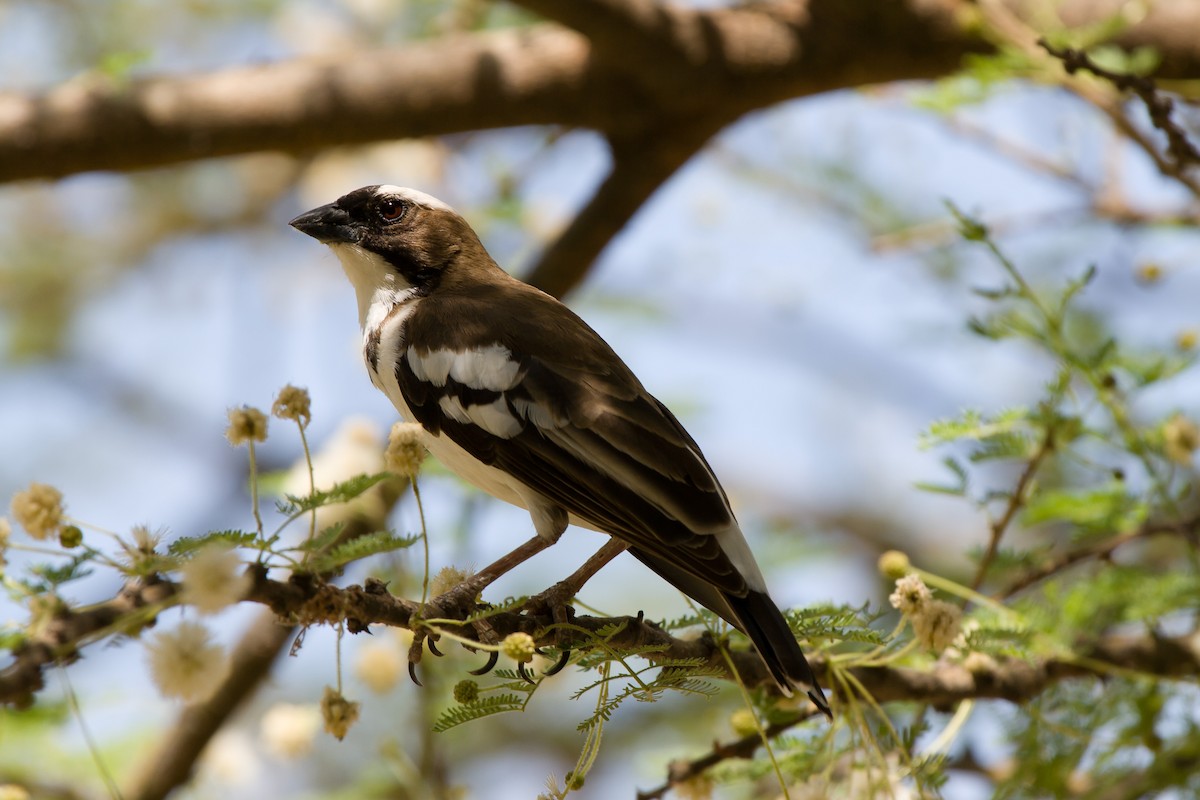 White-browed Sparrow-Weaver - ML636465278