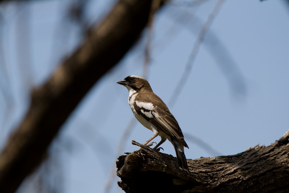 White-browed Sparrow-Weaver - ML636465279