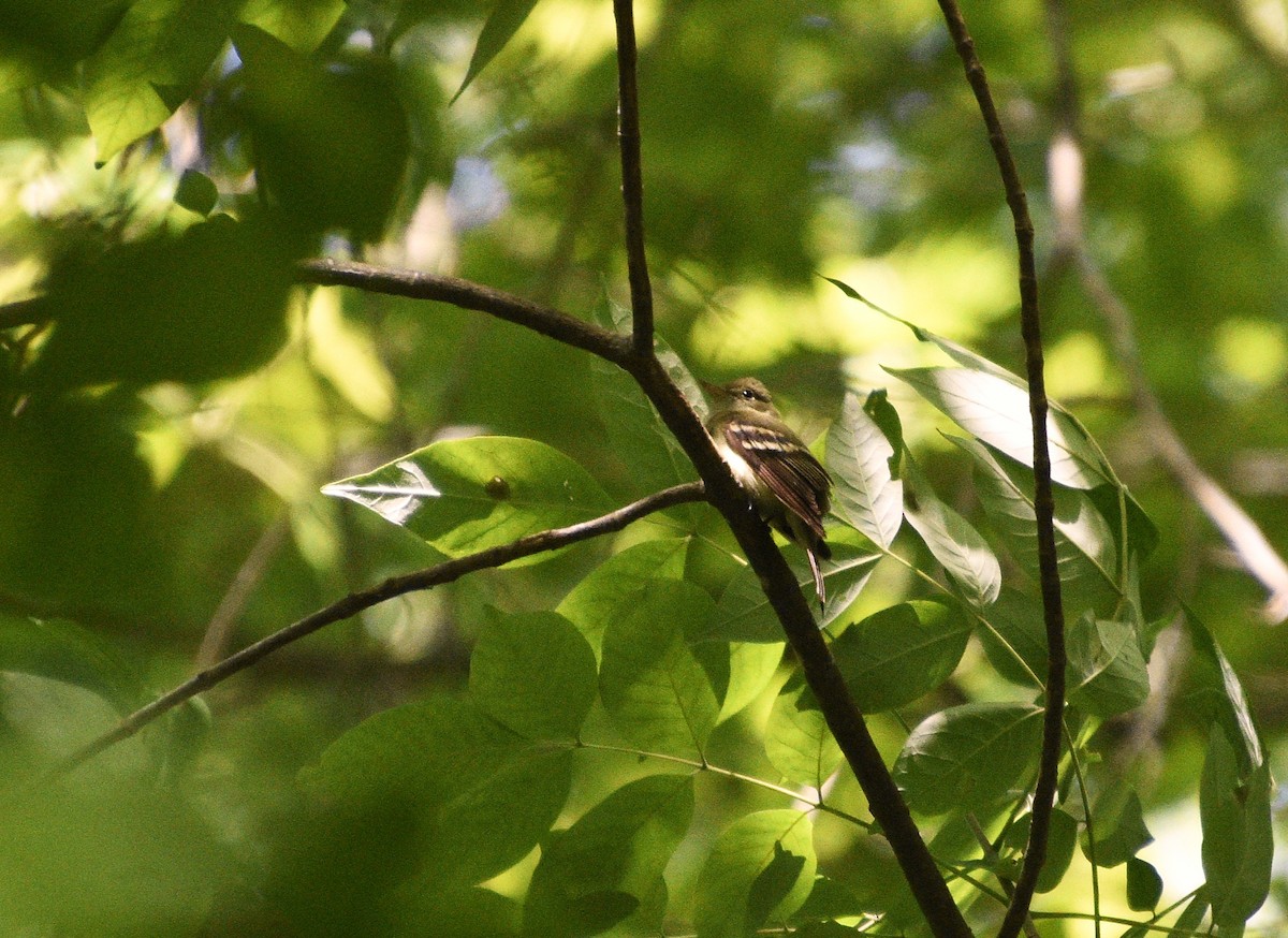 Acadian Flycatcher - ML636465280