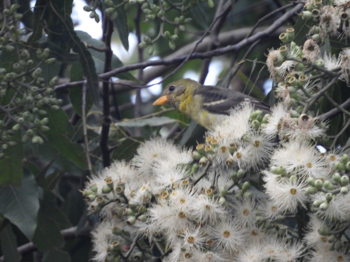 Western Tanager - ML636465336