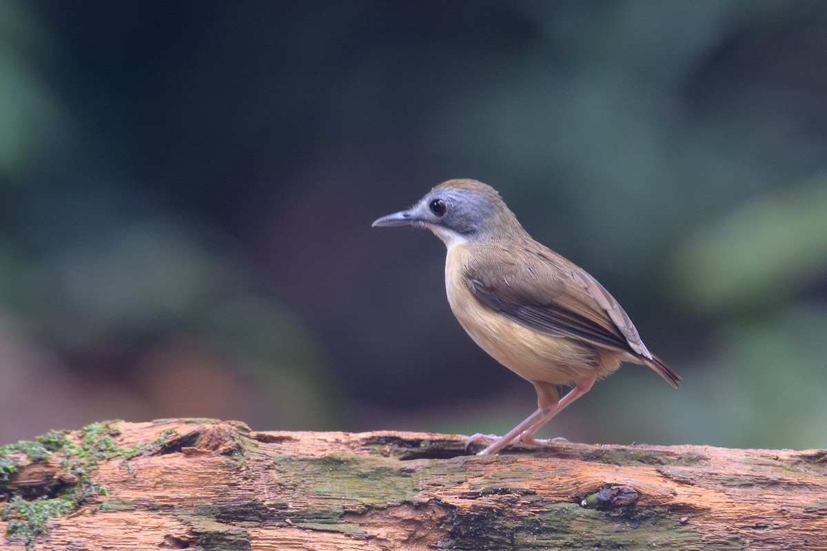 Short-tailed Babbler - ML636465427