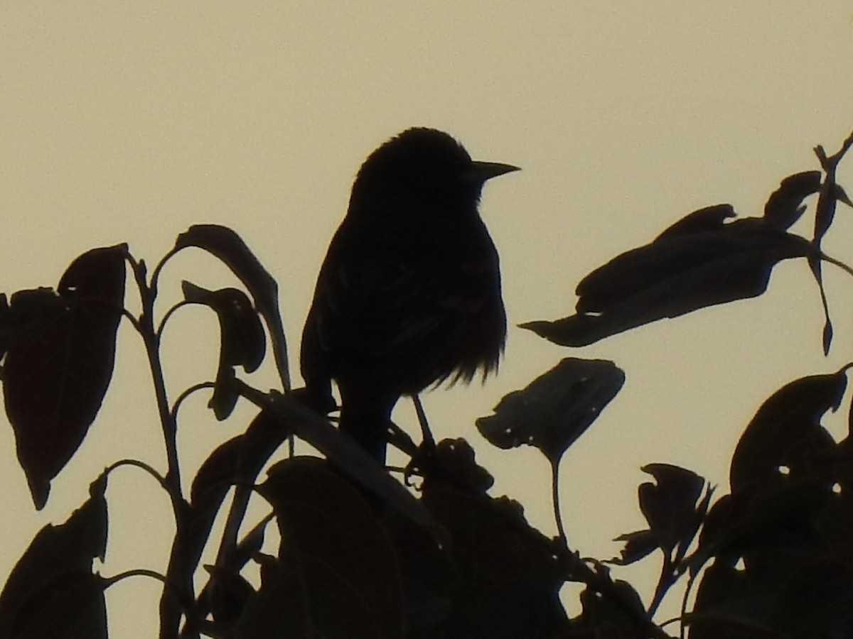 Orchard Oriole - ML636465433