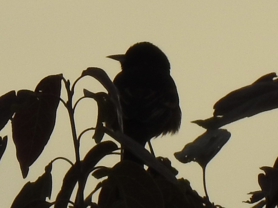 Orchard Oriole - ML636465434