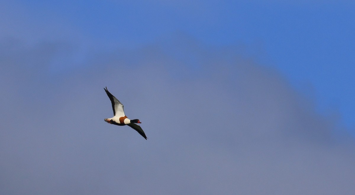 Common Shelduck - ML636465451