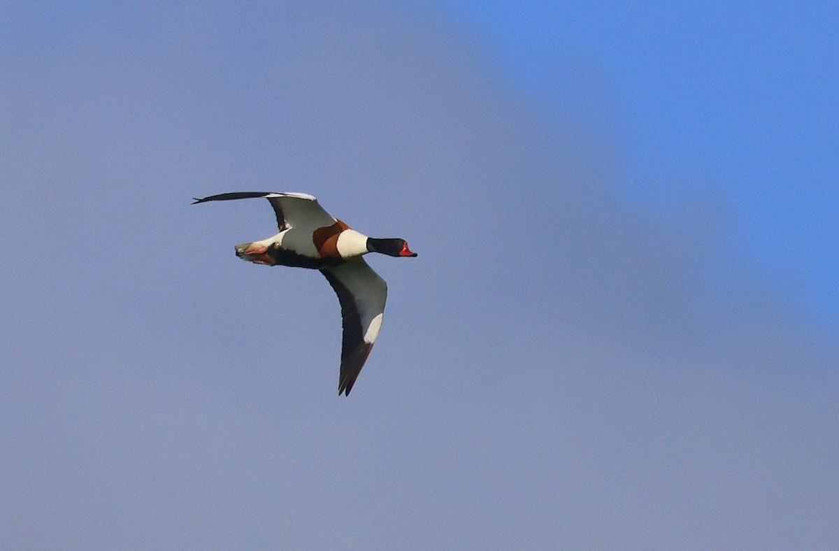 Common Shelduck - ML636465470