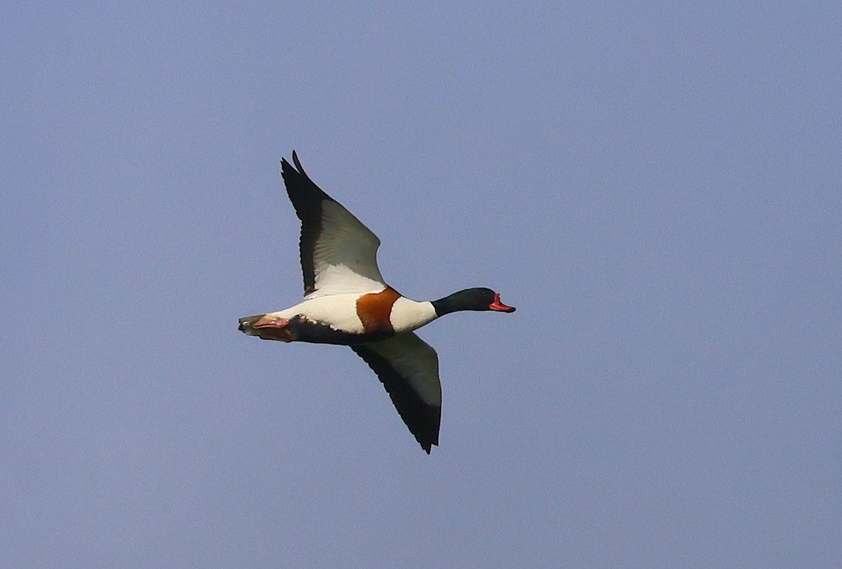 Common Shelduck - ML636465480