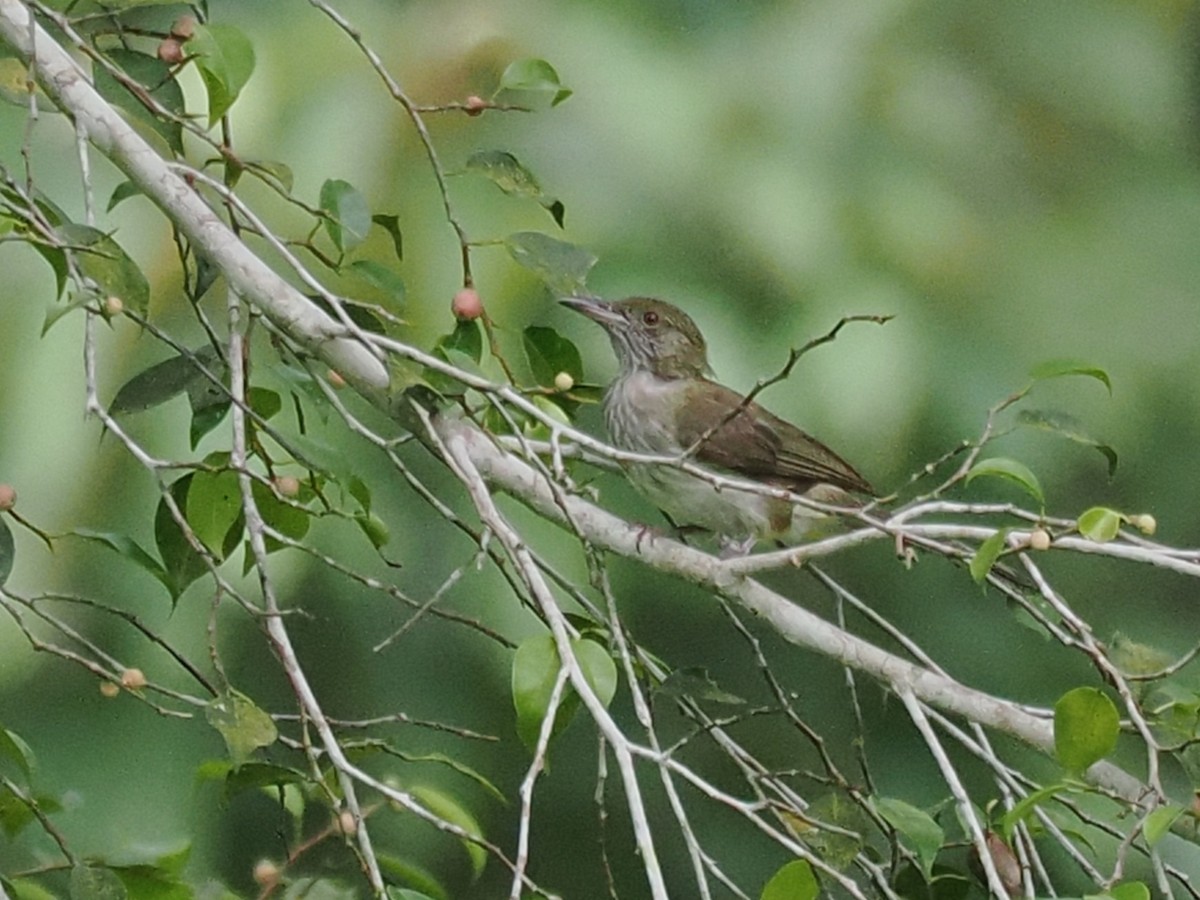 Streaked Bulbul - ML636465496