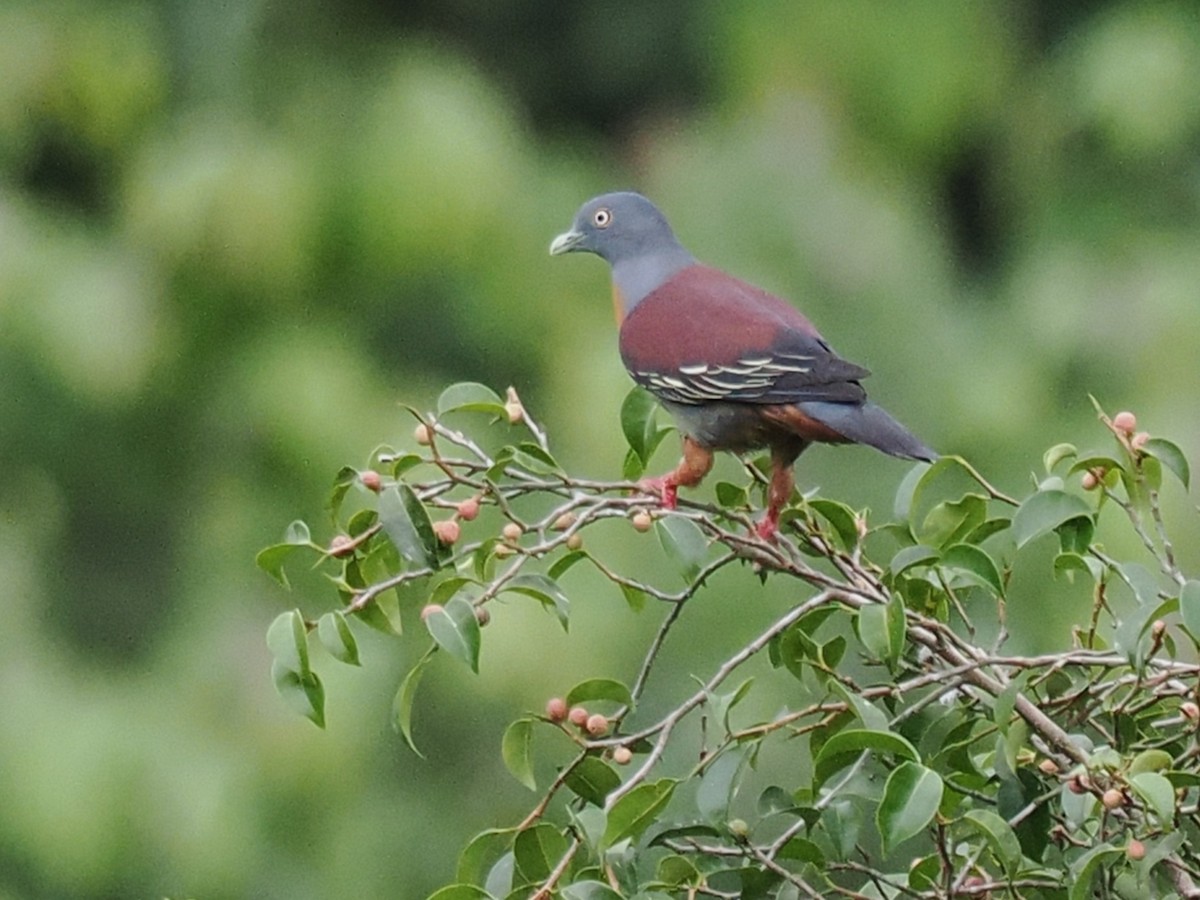 Little Green-Pigeon - ML636465506