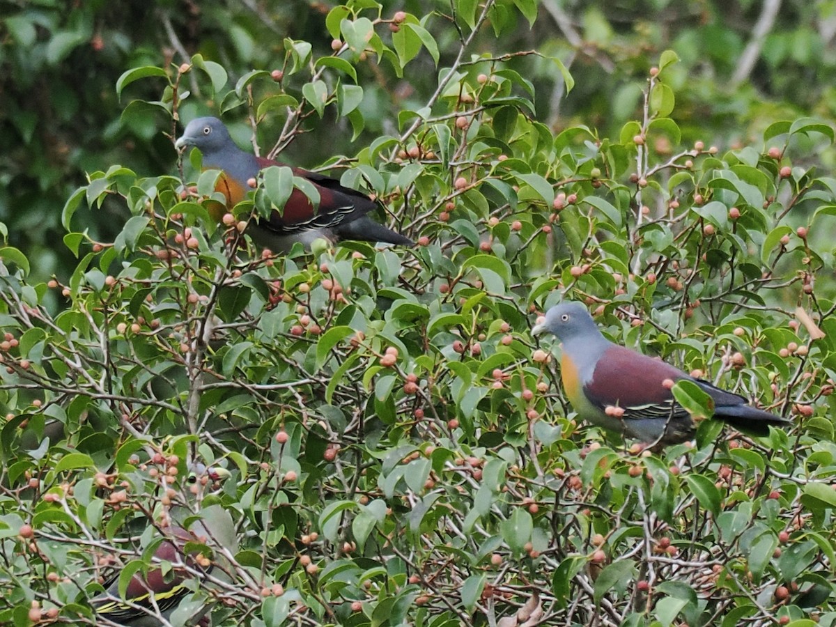 Little Green-Pigeon - ML636465508