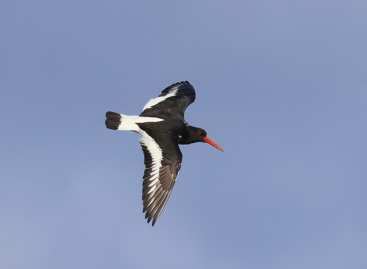 Eurasian Oystercatcher - ML636465539