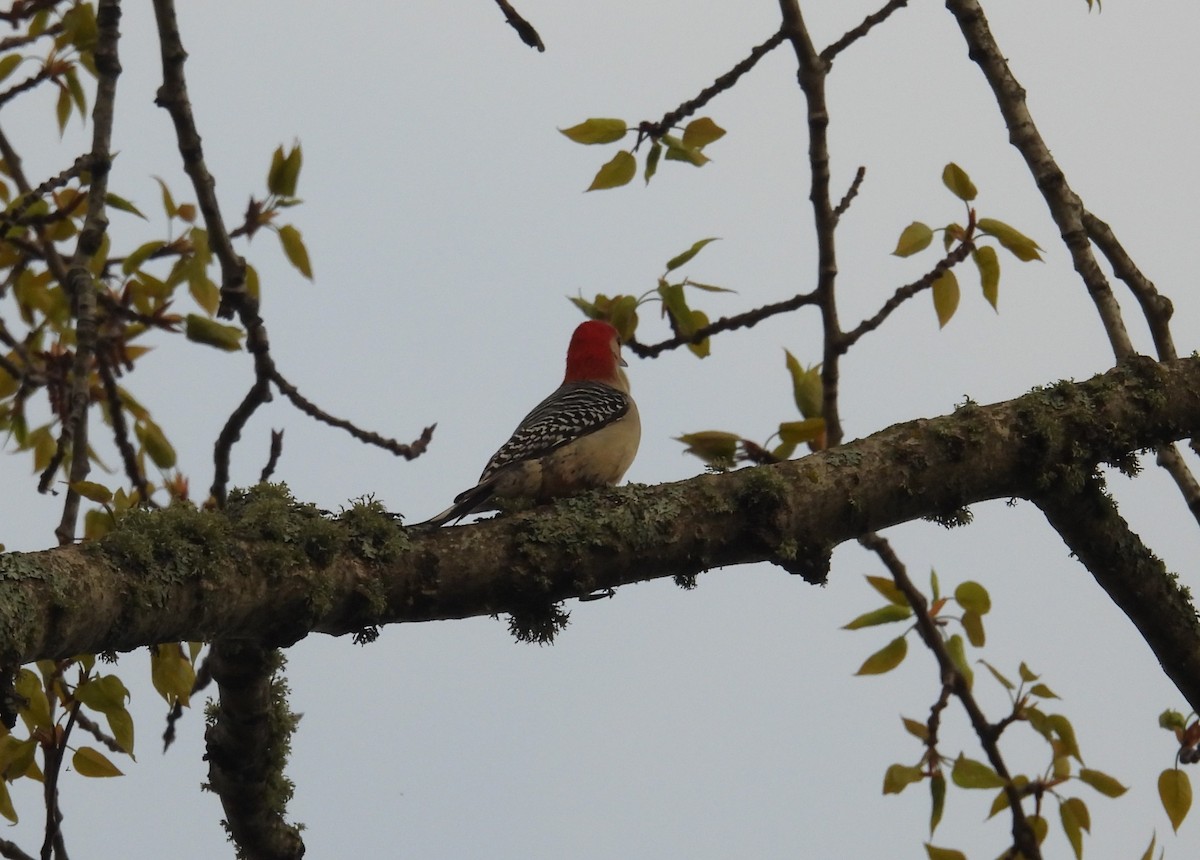 Red-bellied Woodpecker - ML636465540