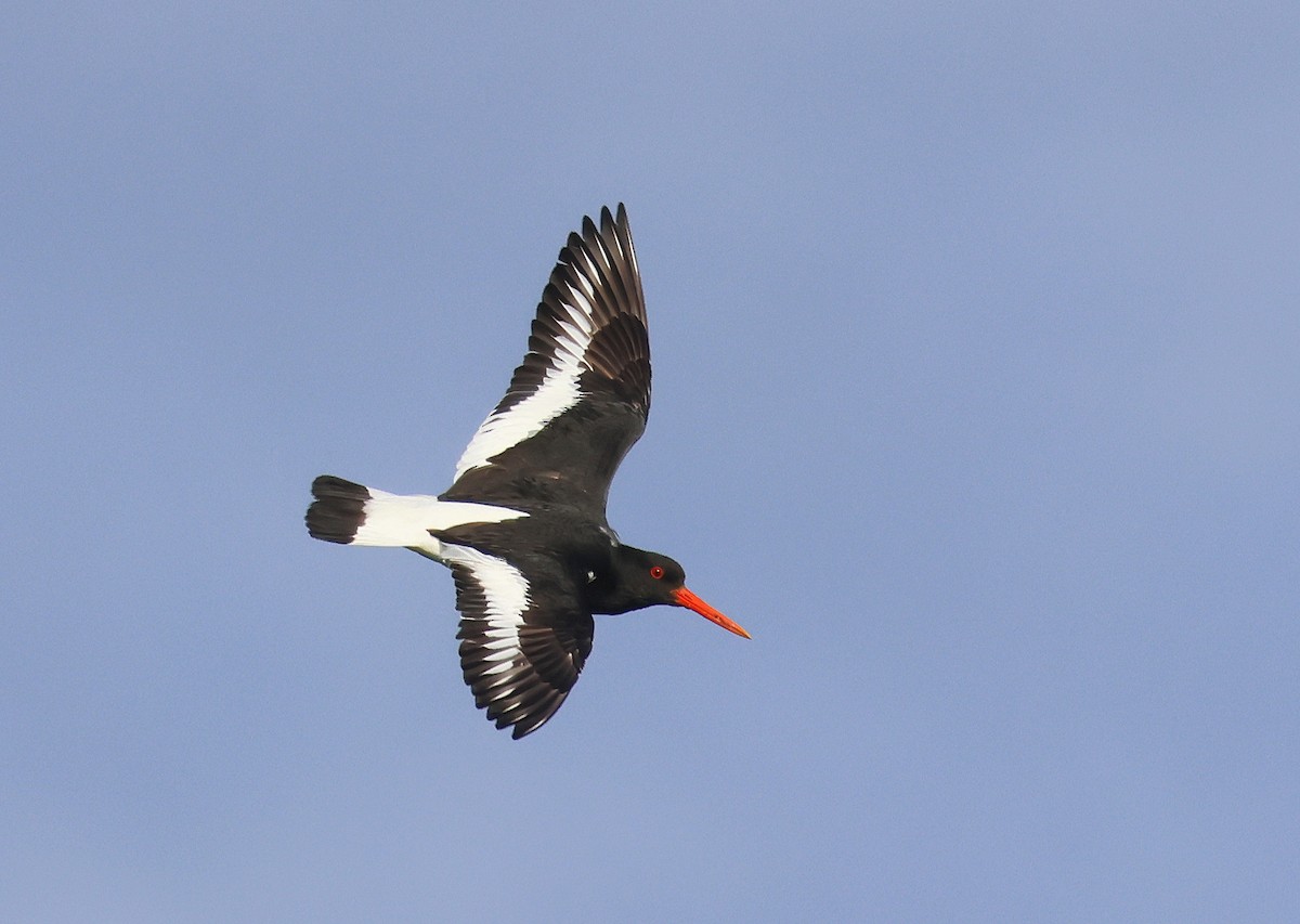 Eurasian Oystercatcher - ML636465545