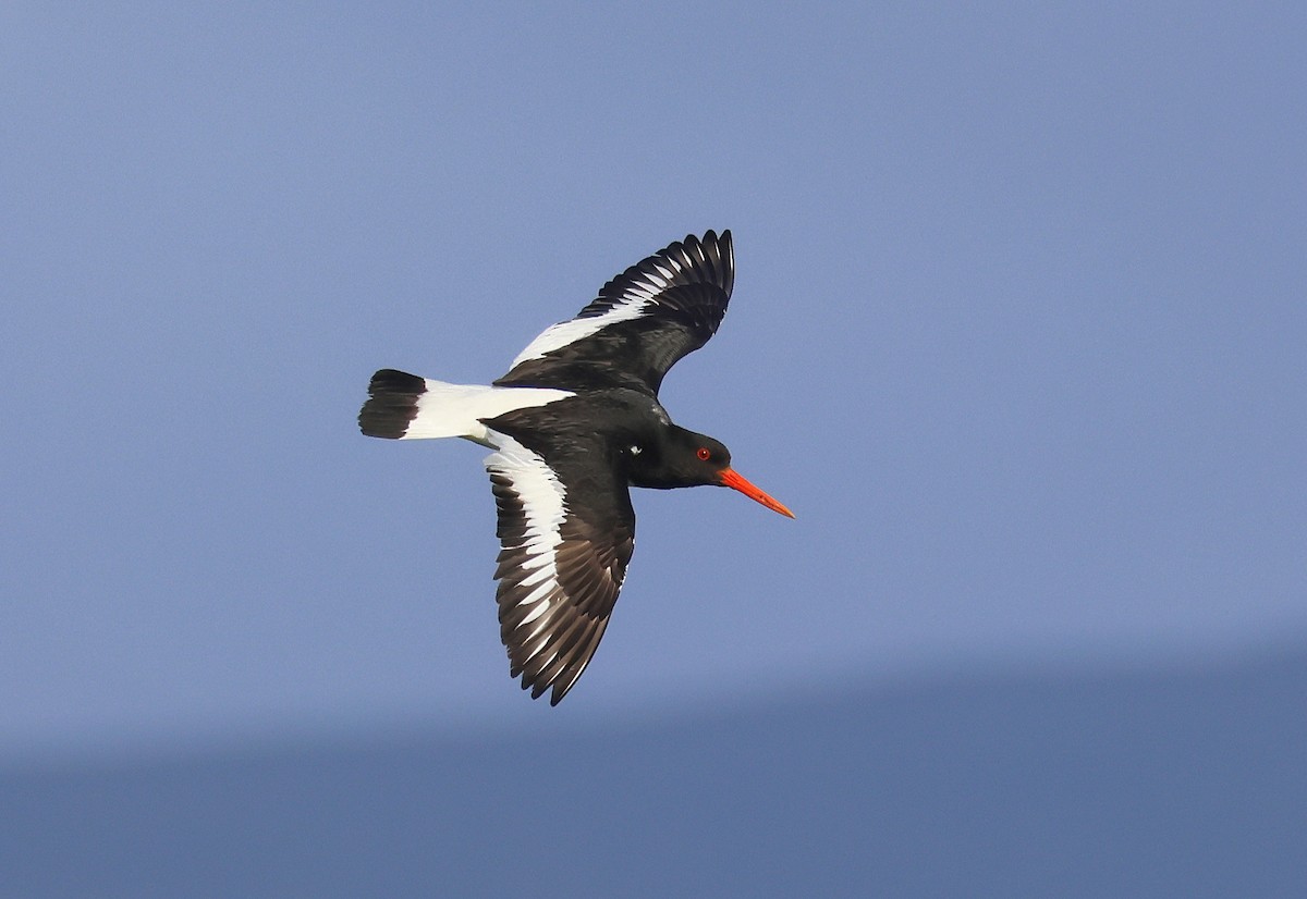 Eurasian Oystercatcher - ML636465554