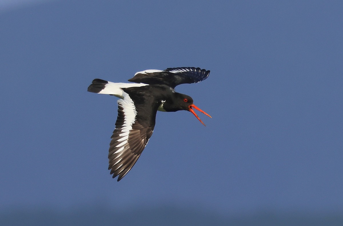 Eurasian Oystercatcher - ML636465563