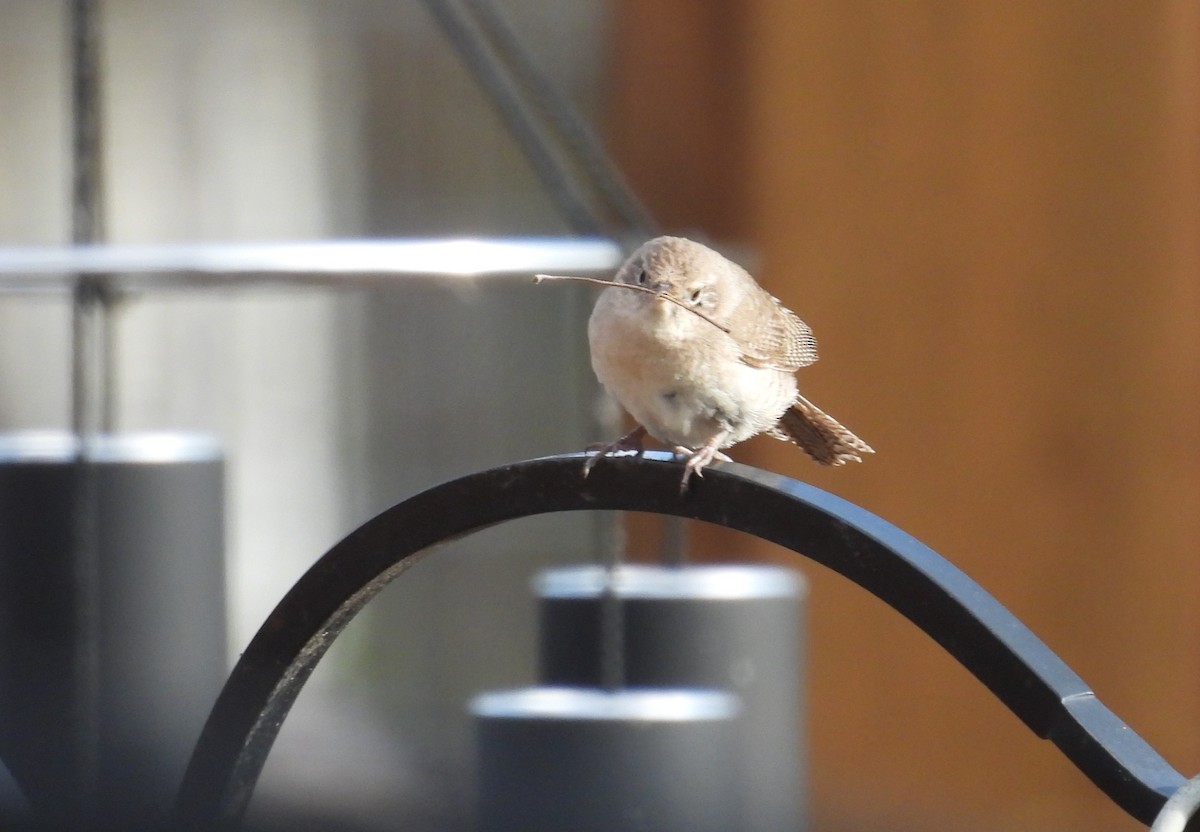 Northern House Wren - ML636465569