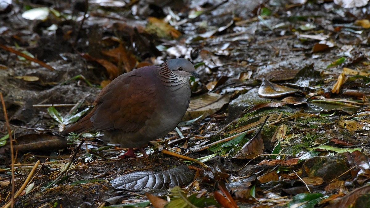 White-throated Quail-Dove - ML636465573
