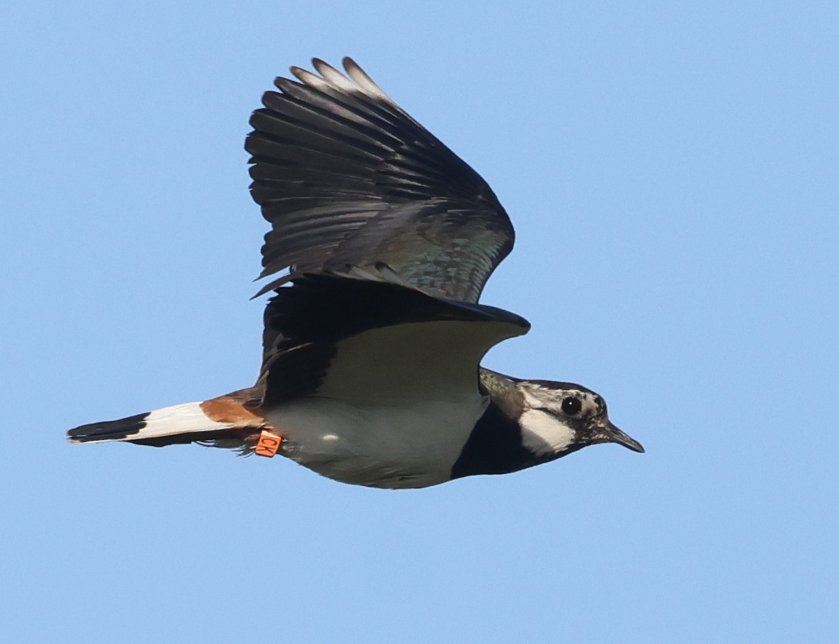 Northern Lapwing - ML636465584