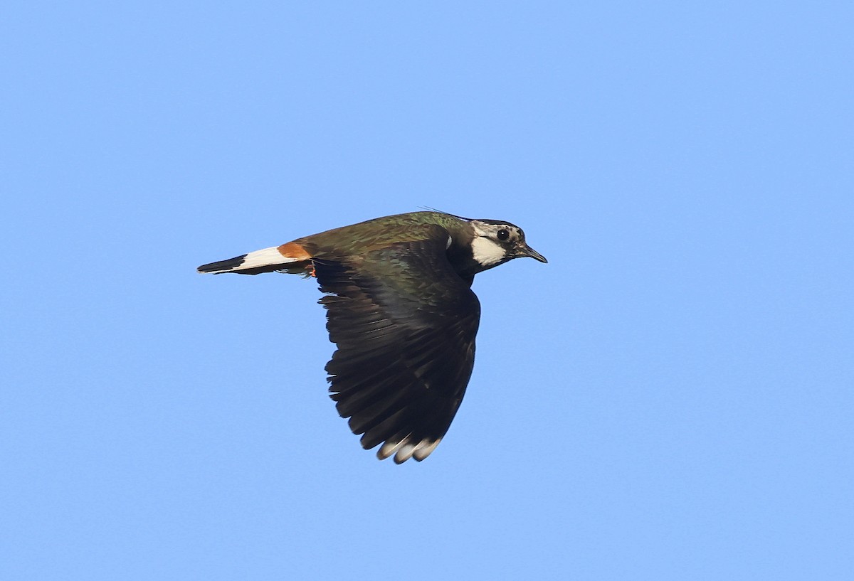 Northern Lapwing - ML636465588