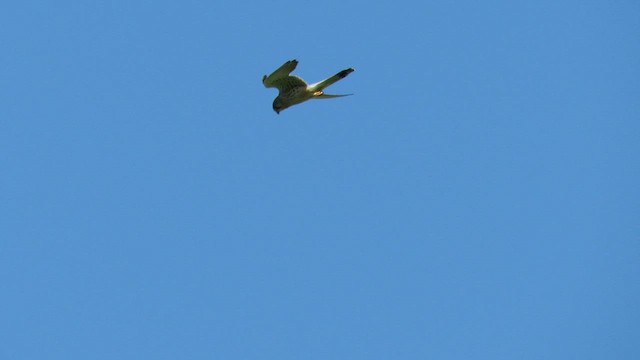 Faucon crécerelle - ML636465589