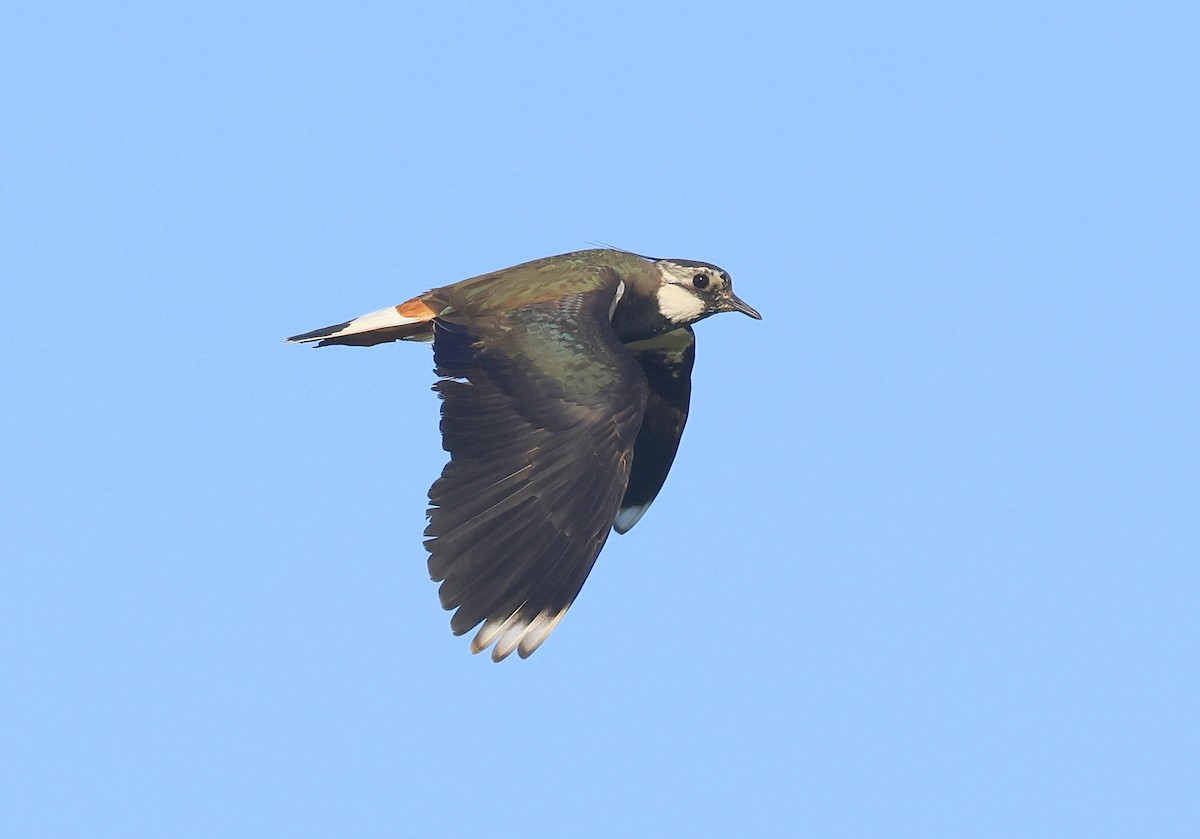 Northern Lapwing - ML636465595