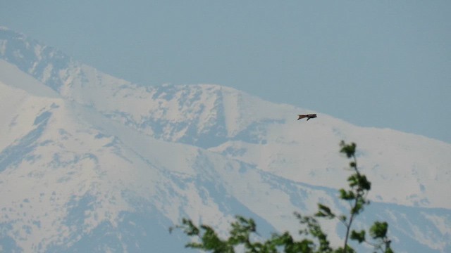 Red Kite - ML636465597