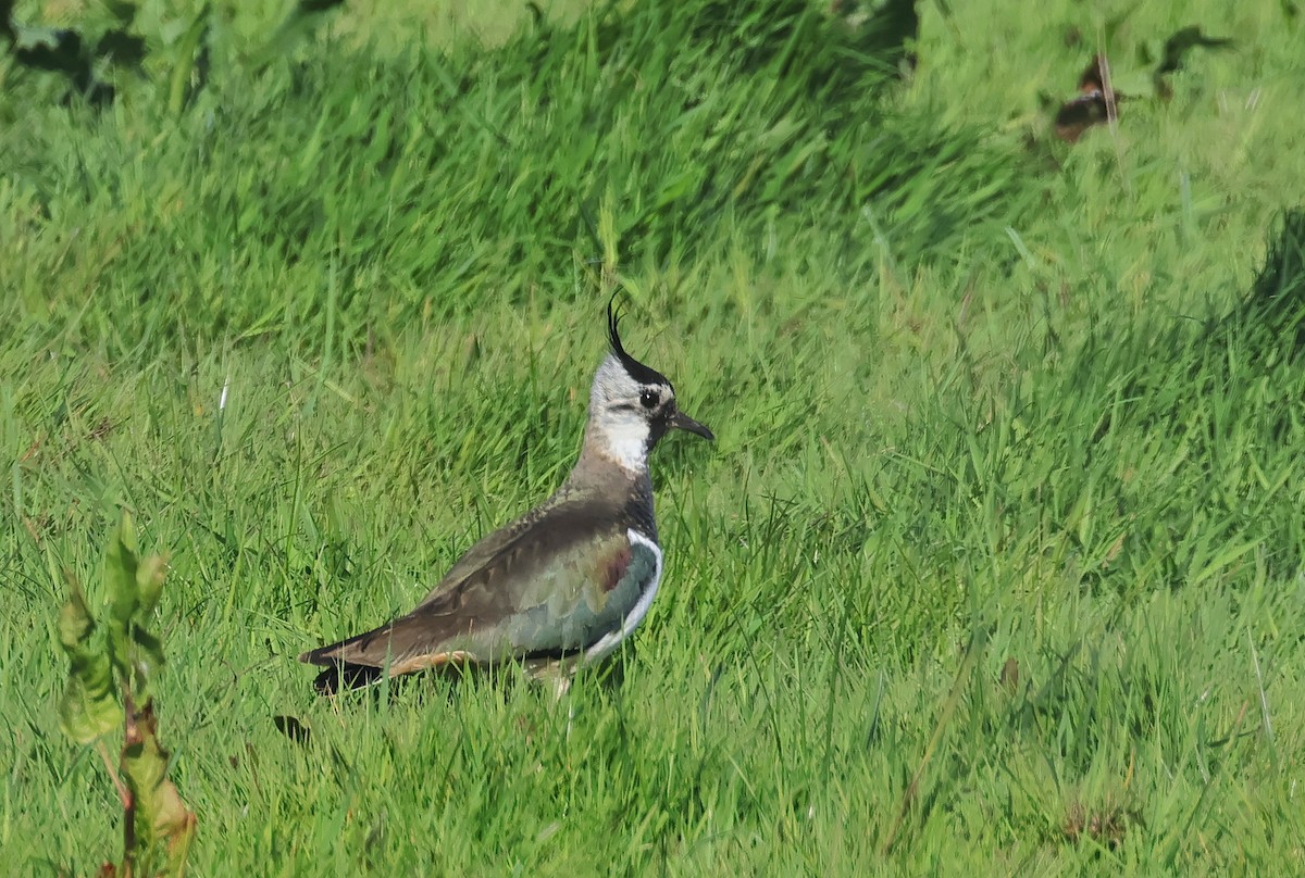 Northern Lapwing - ML636465601
