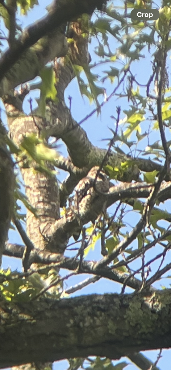 Common Nighthawk - ML636465603