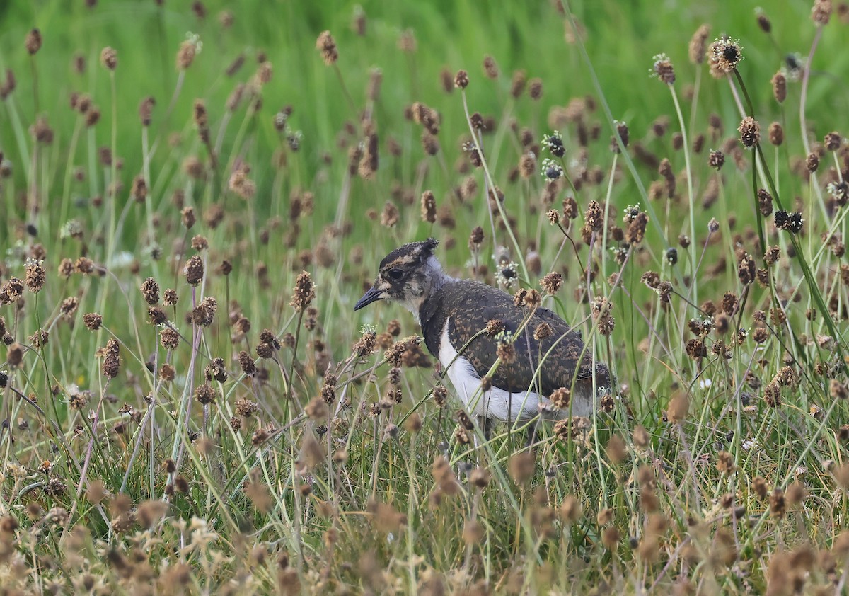 Northern Lapwing - ML636465610