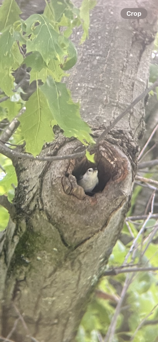 White-breasted Nuthatch - ML636465612