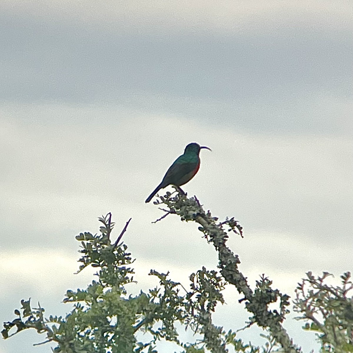 Greater Double-collared Sunbird - ML636465619