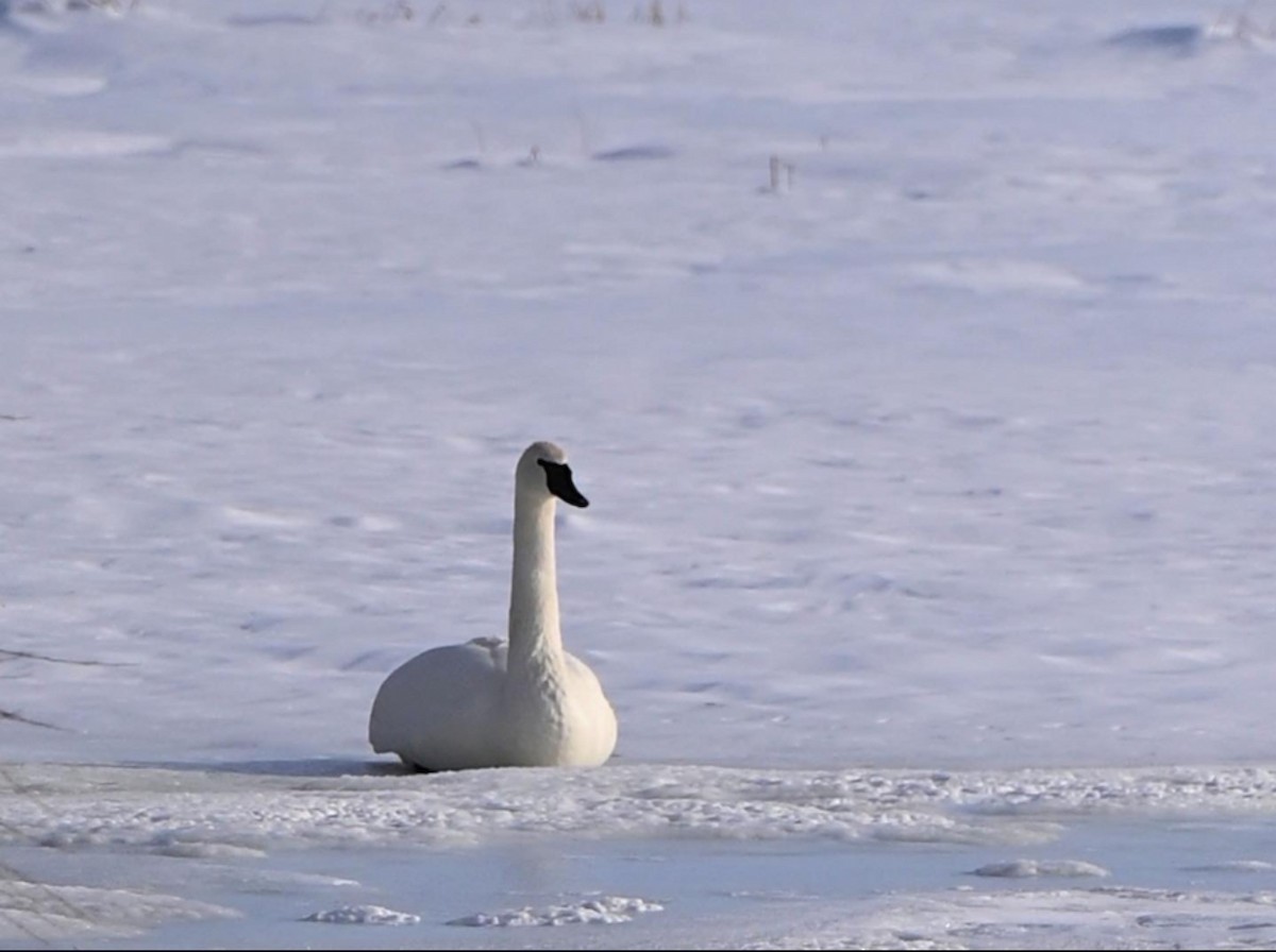 Trumpeter Swan - ML636465635