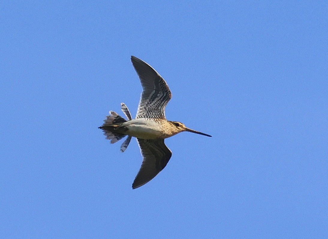 Common Snipe - ML636465641