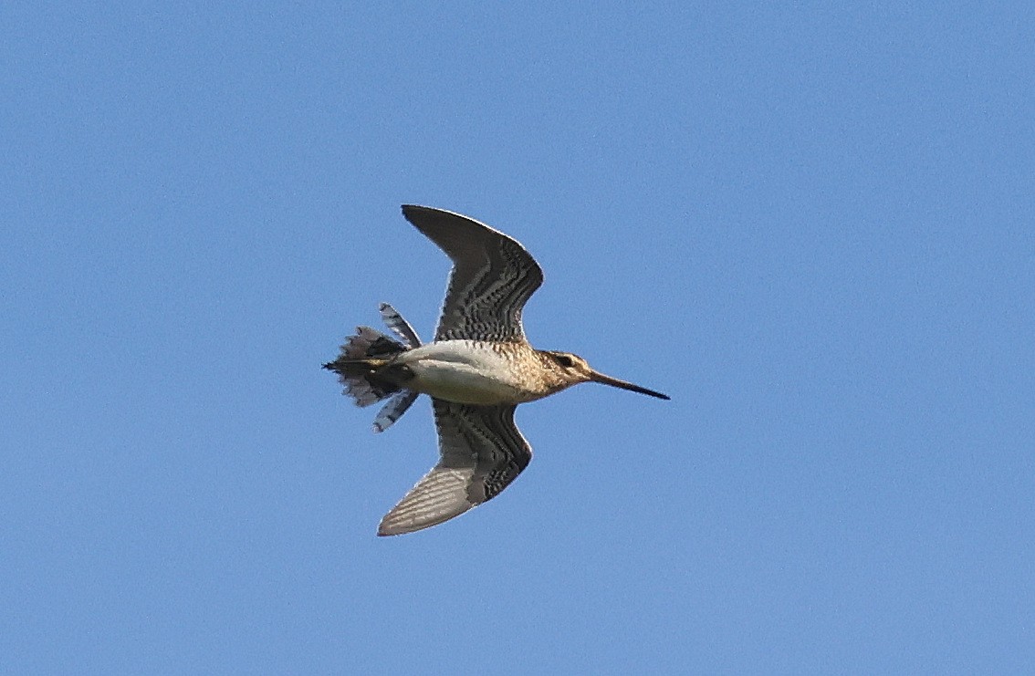 Common Snipe - ML636465646