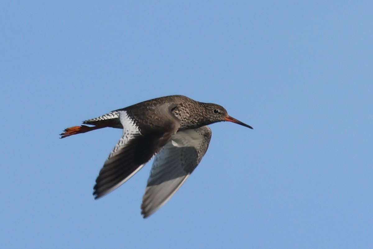 Common Redshank - ML636465675