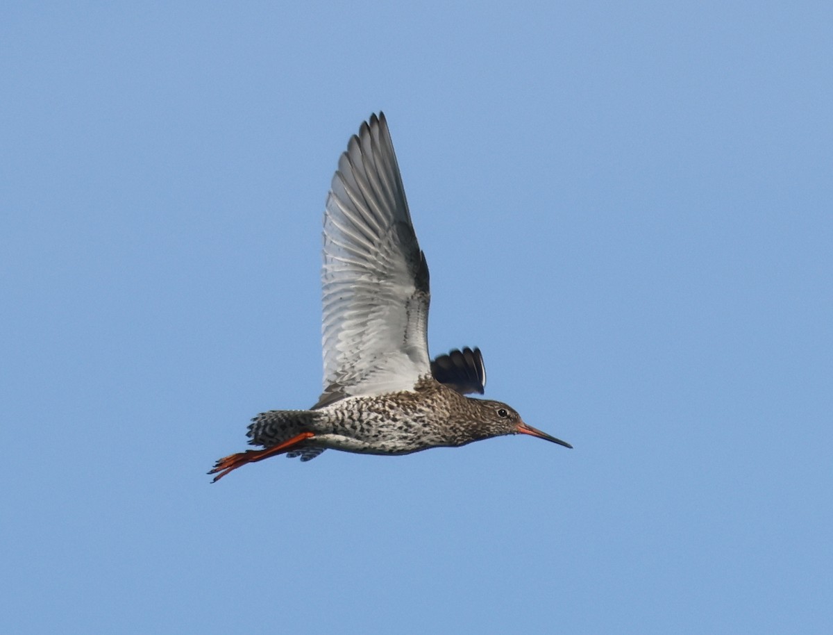Common Redshank - ML636465683