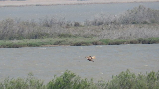 Red Kite - ML636465688
