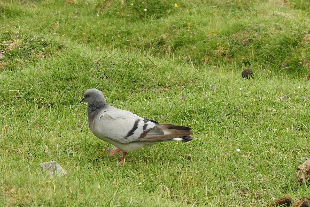 Pigeon des rochers - ML636465695
