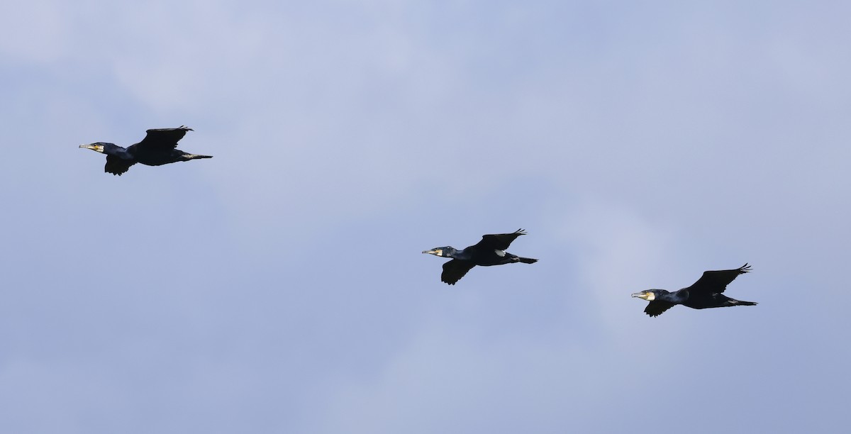 Great Cormorant - ML636465705