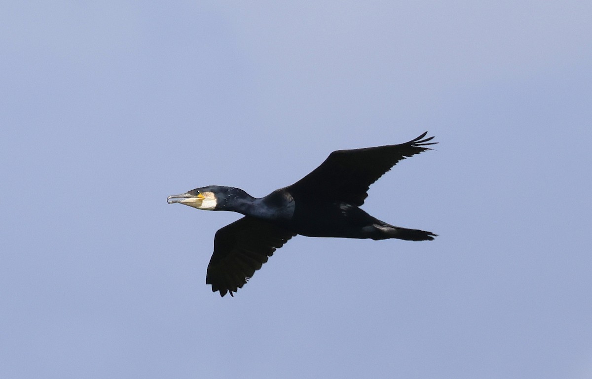 Great Cormorant - ML636465715
