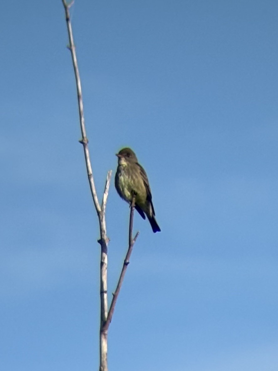 Olive-sided Flycatcher - ML636465719