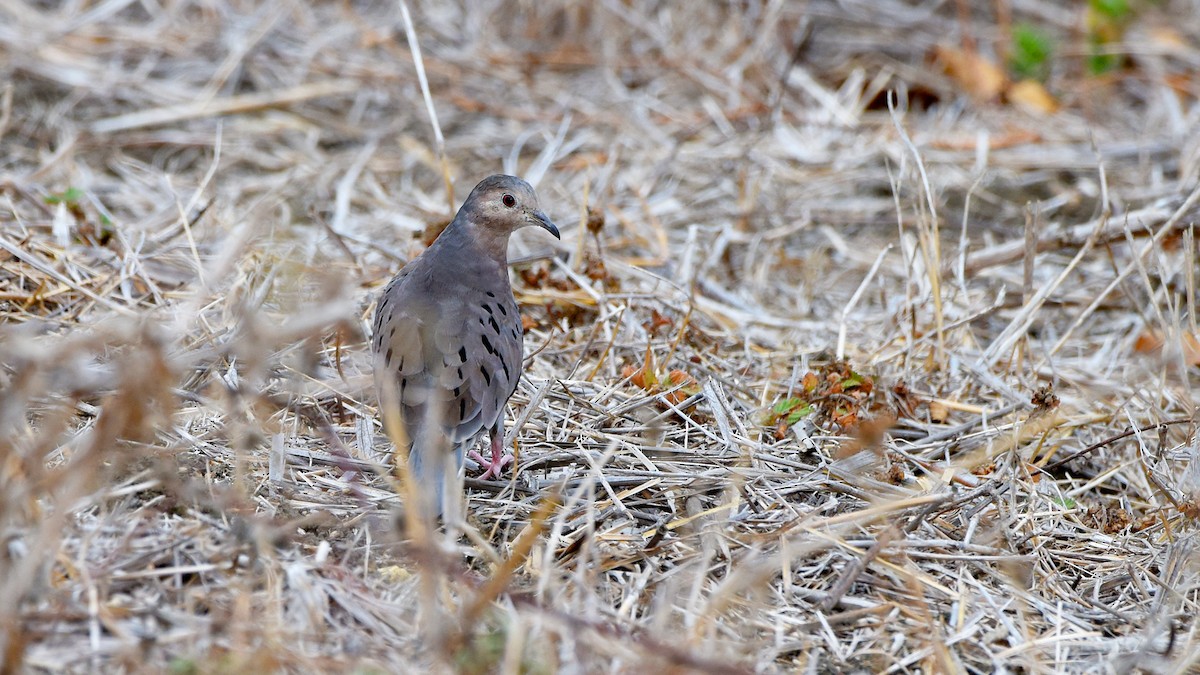 Ecuadorian Ground Dove - ML636465720