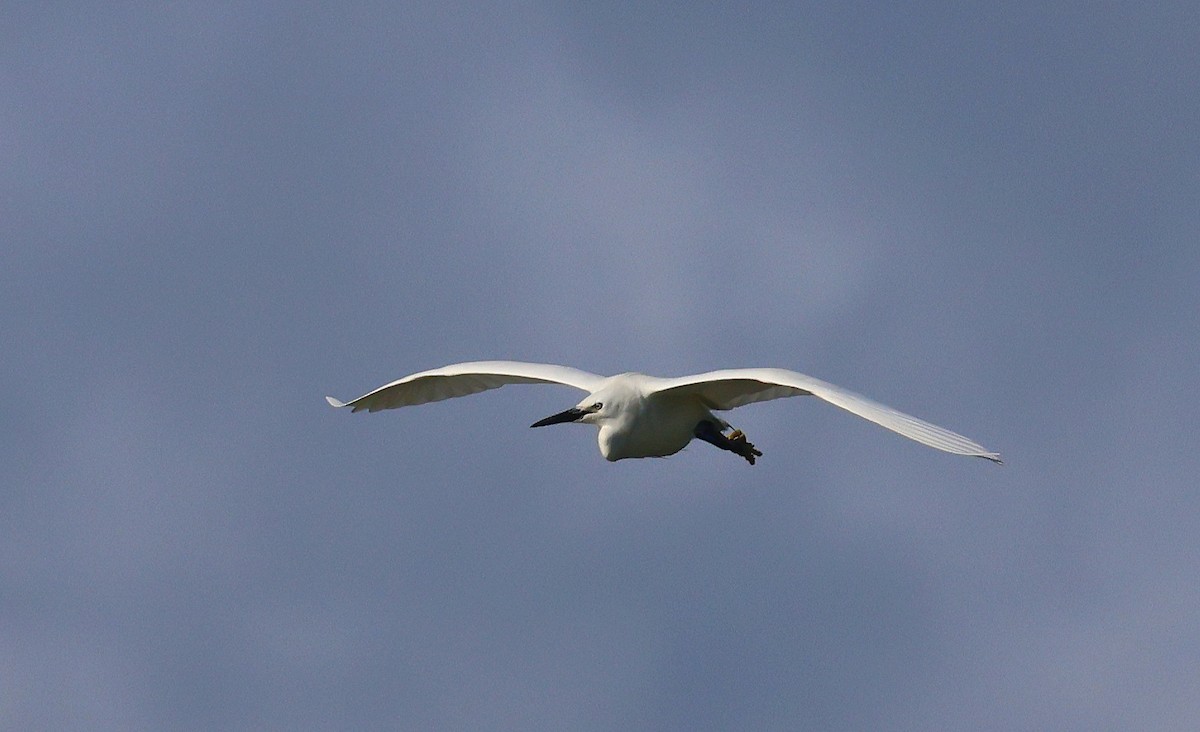 Little Egret - ML636465755