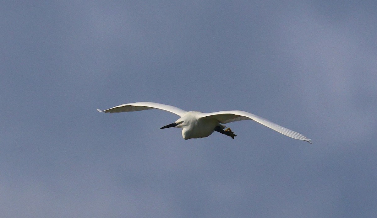 Little Egret - ML636465765