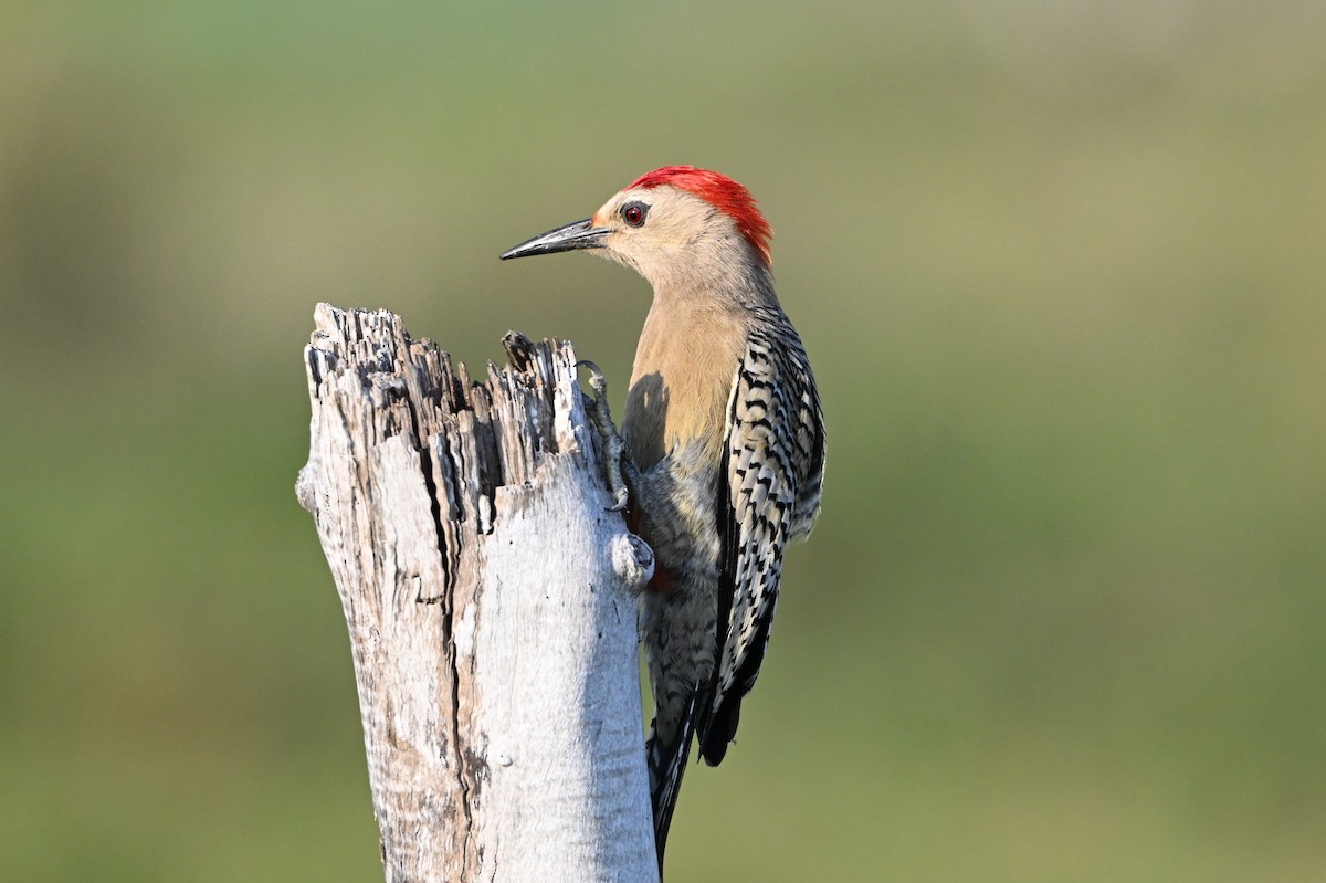West Indian Woodpecker - ML636465786